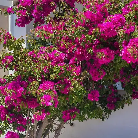 Bed and Breakfast Dahlia And