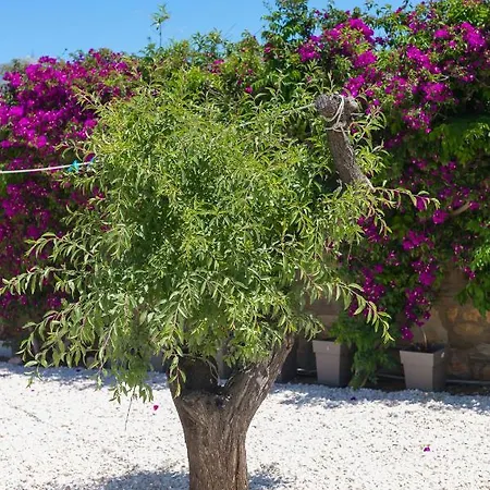 Dahlia And 3* Aliki (Paros)
