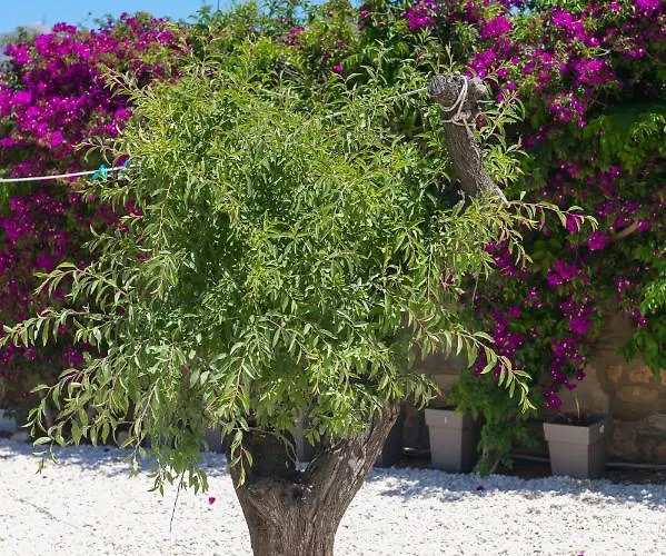 Dahlia And 4* Alikí