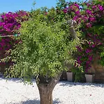 Dahlia And 4* Alikí