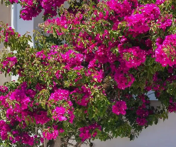 فندق مبيت وإفطار Dahlia And